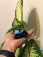 جویس سالت توت فرنگی یخ بی ال وی کی | Blvk Just Berries Ice Saltnic - تصویر 3